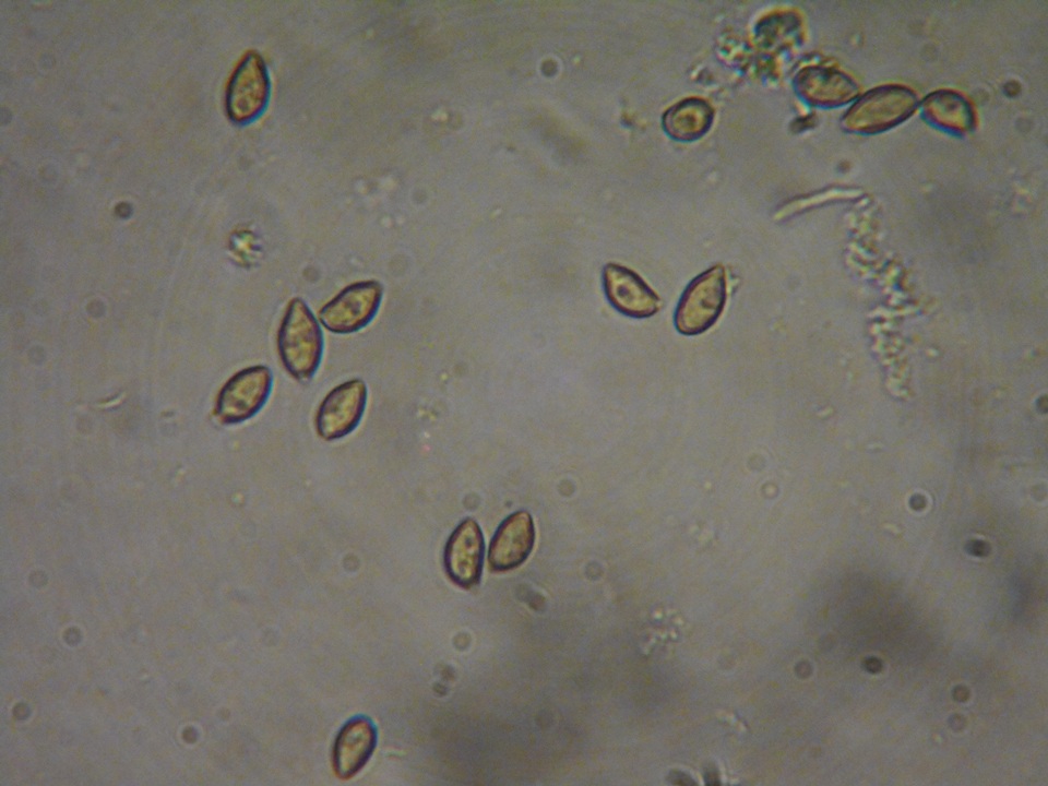 Inocybe pusio image