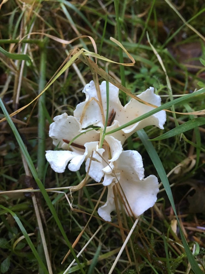 Stereopsis humphreyi image