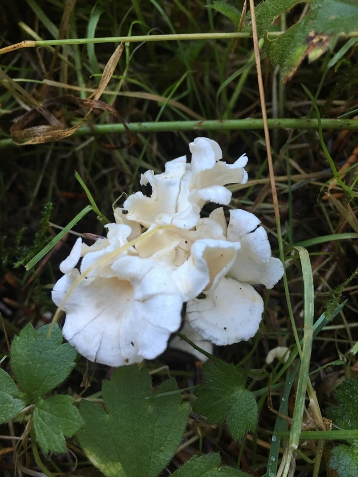 Stereopsis humphreyi image