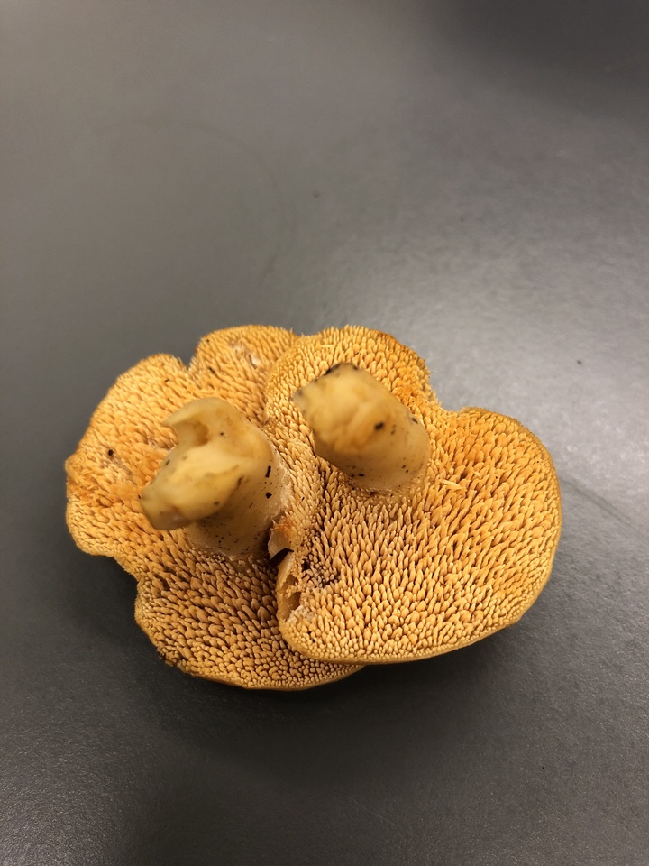 Hydnum cuspidatum image