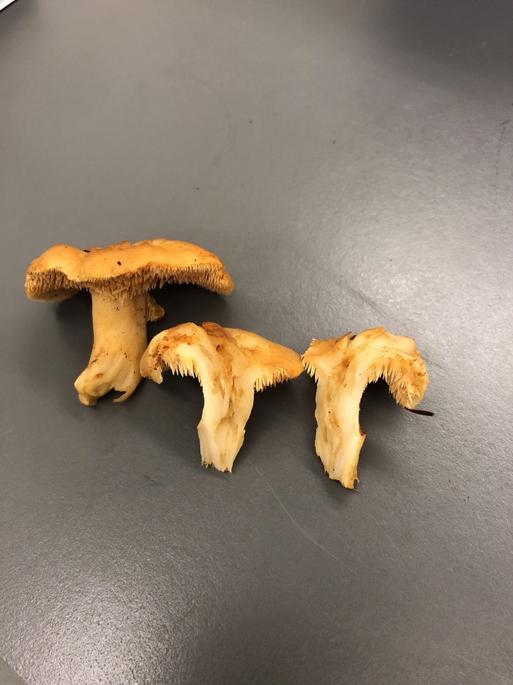 Hydnum cuspidatum image