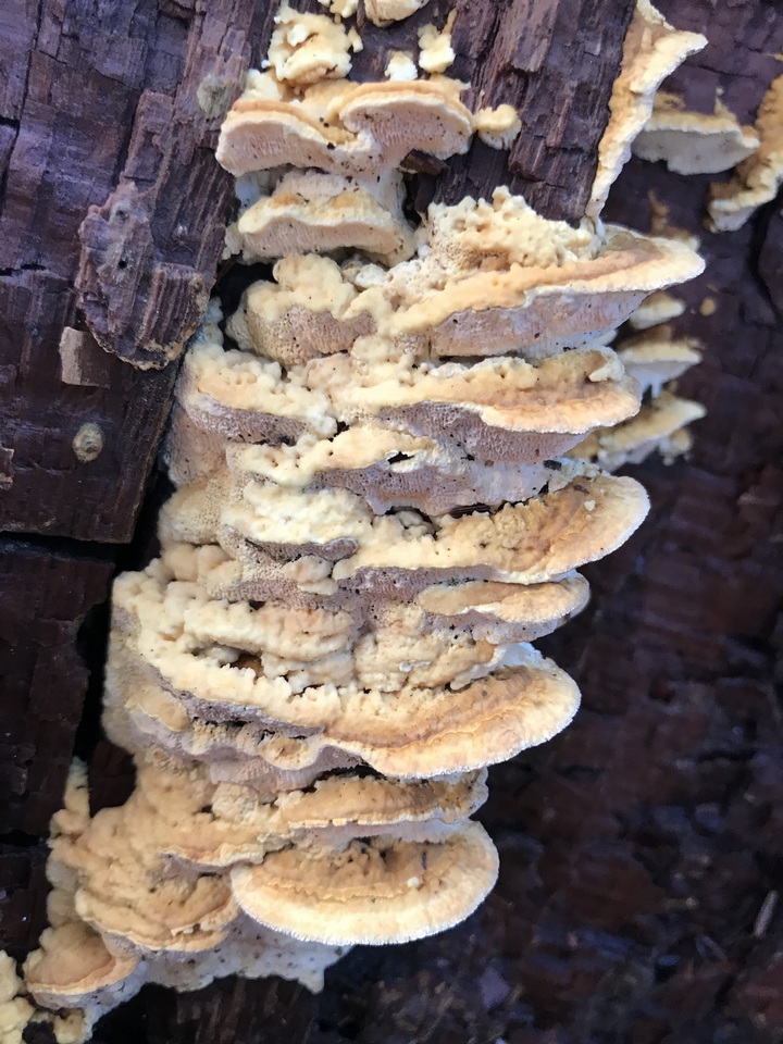 Inonotus glomeratus image