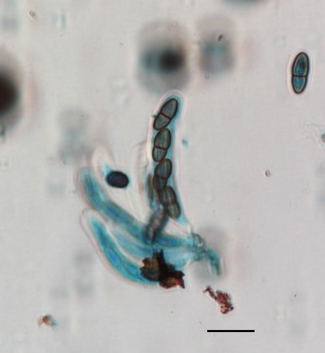 Stylodothis puccinioides image