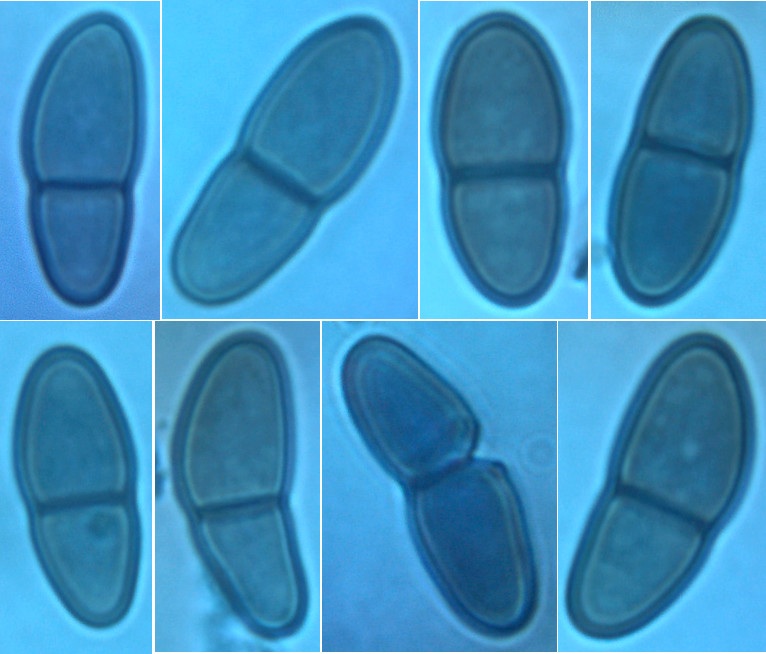 Stylodothis puccinioides image