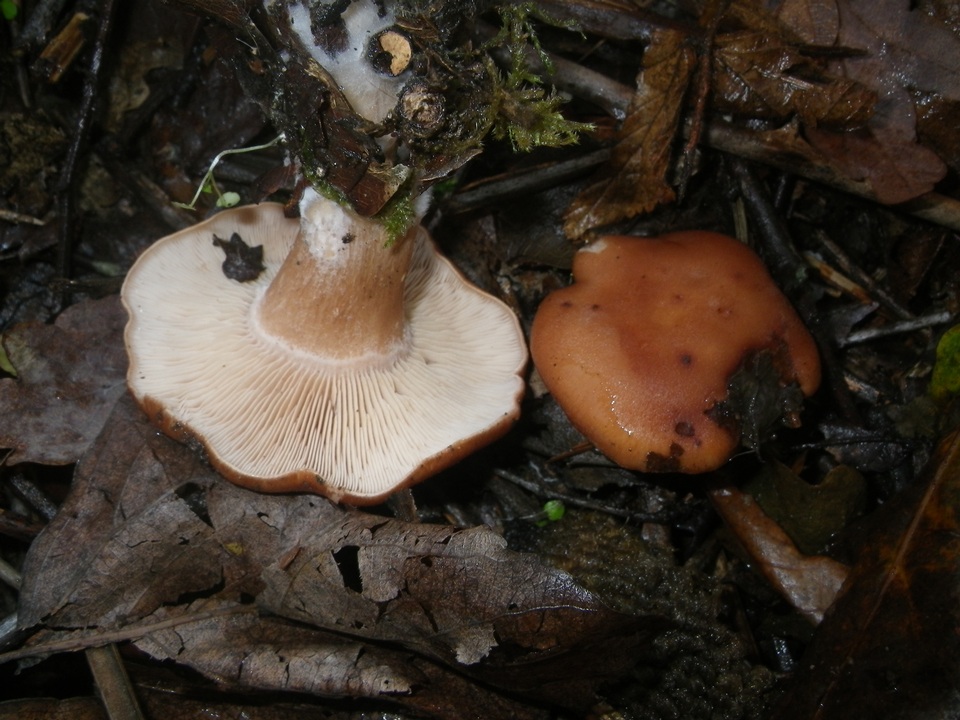 Rhodocybe gemina image