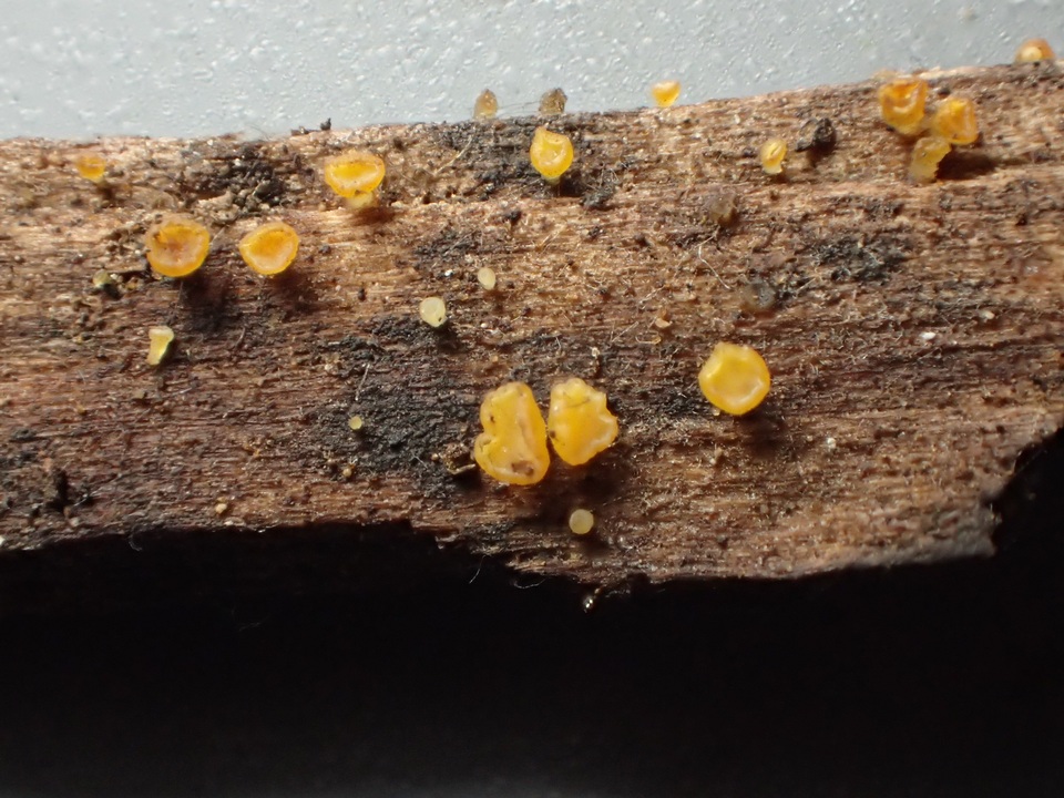 Phaeohelotium carneum image
