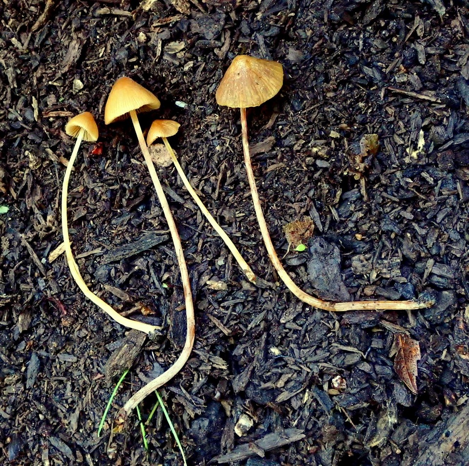 Conocybe magnispora image