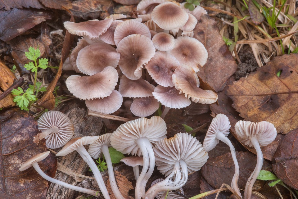 Mycena zephirus image