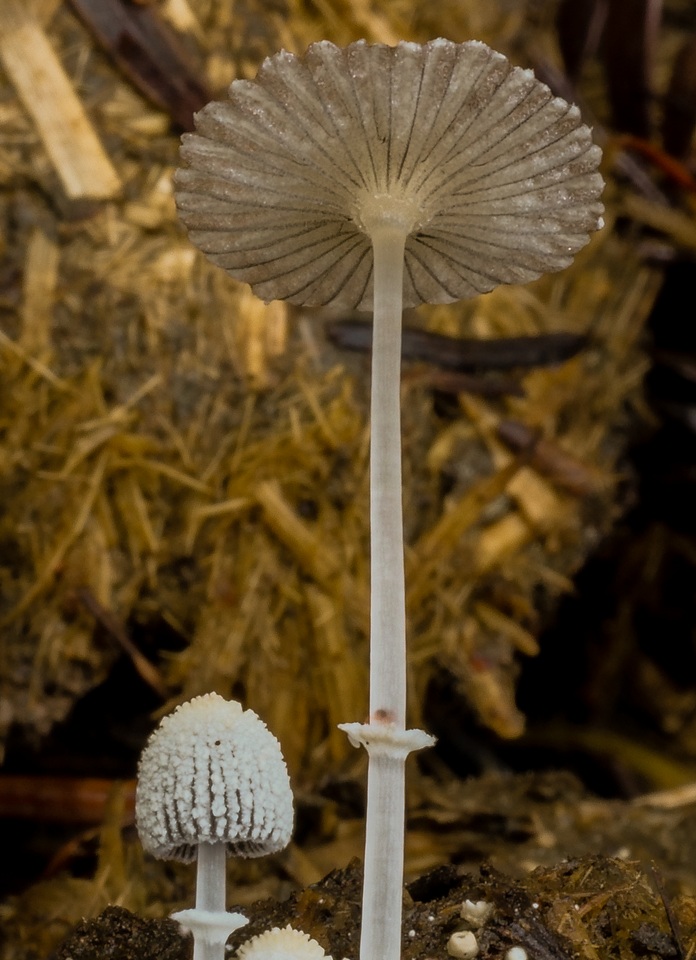 Coprinopsis ephemeroides image
