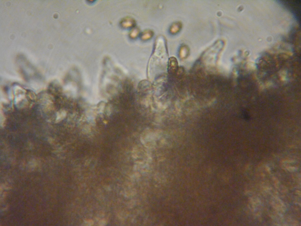 Psathyrella noli-tangere image
