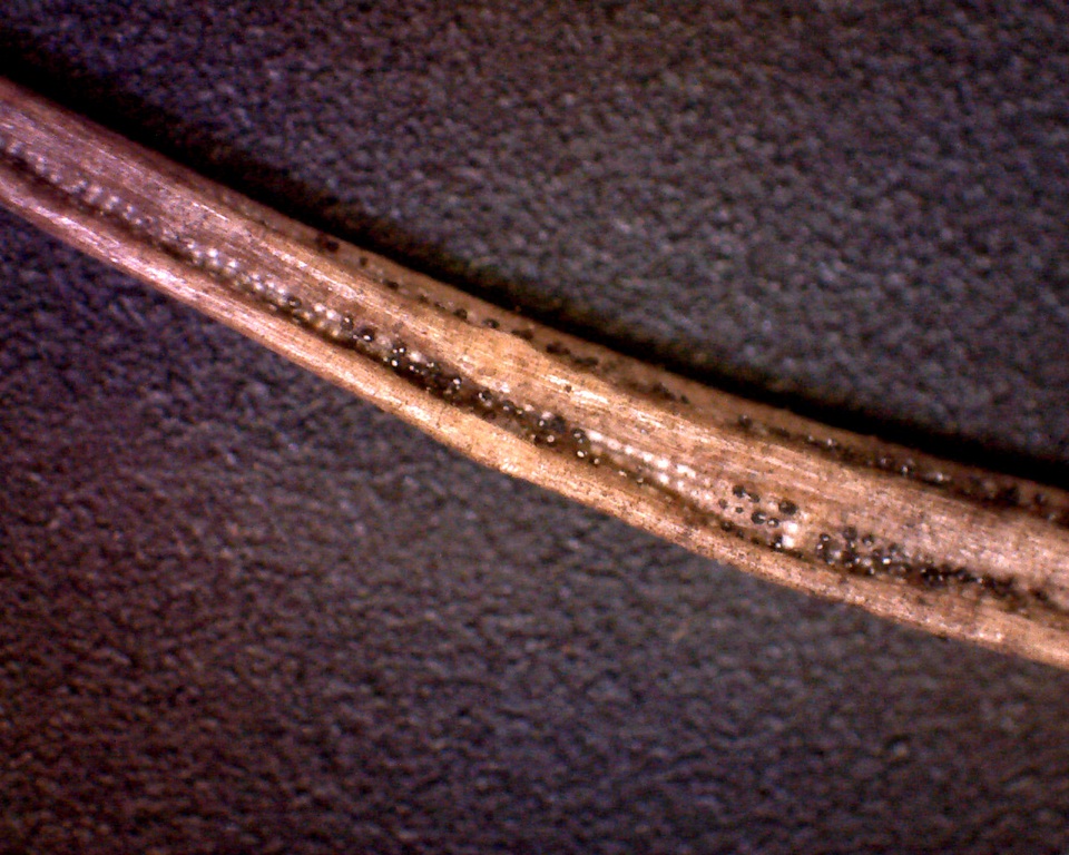 Rhizosphaera kalkhoffii image