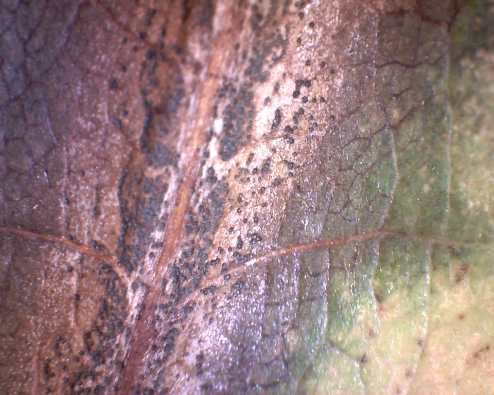 Tubakia image