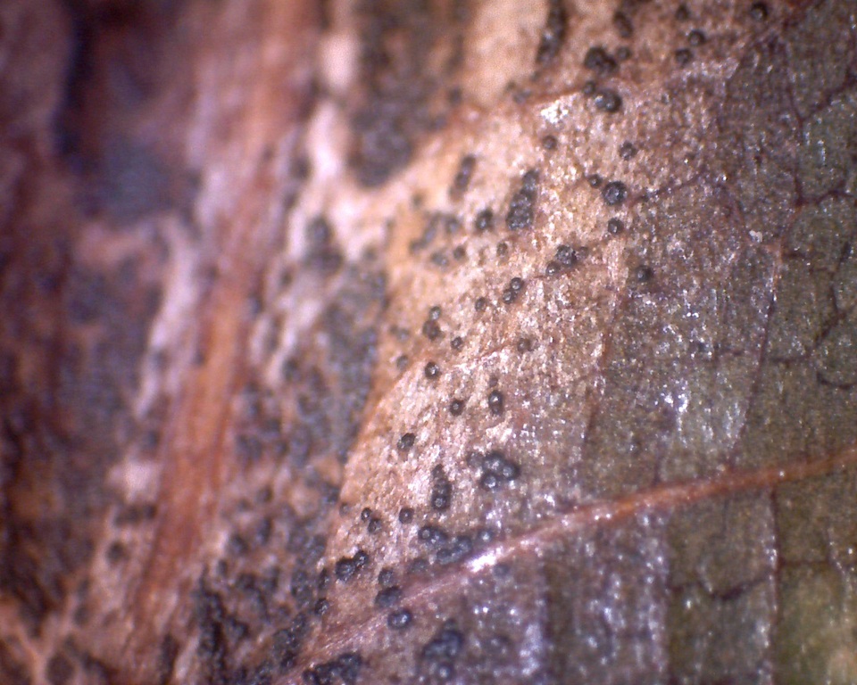 Tubakia nyssae image
