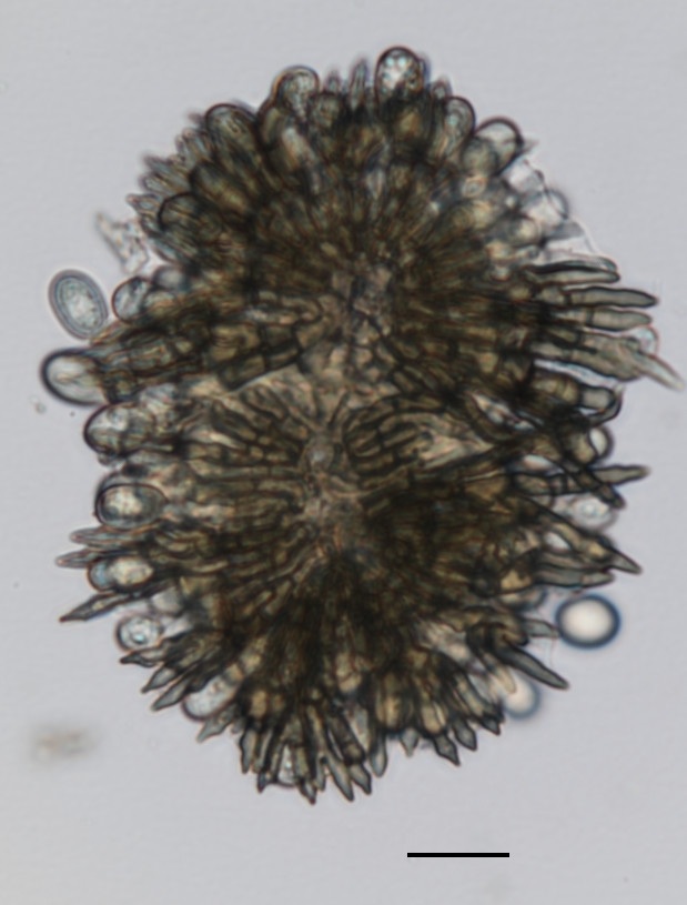 Tubakia image