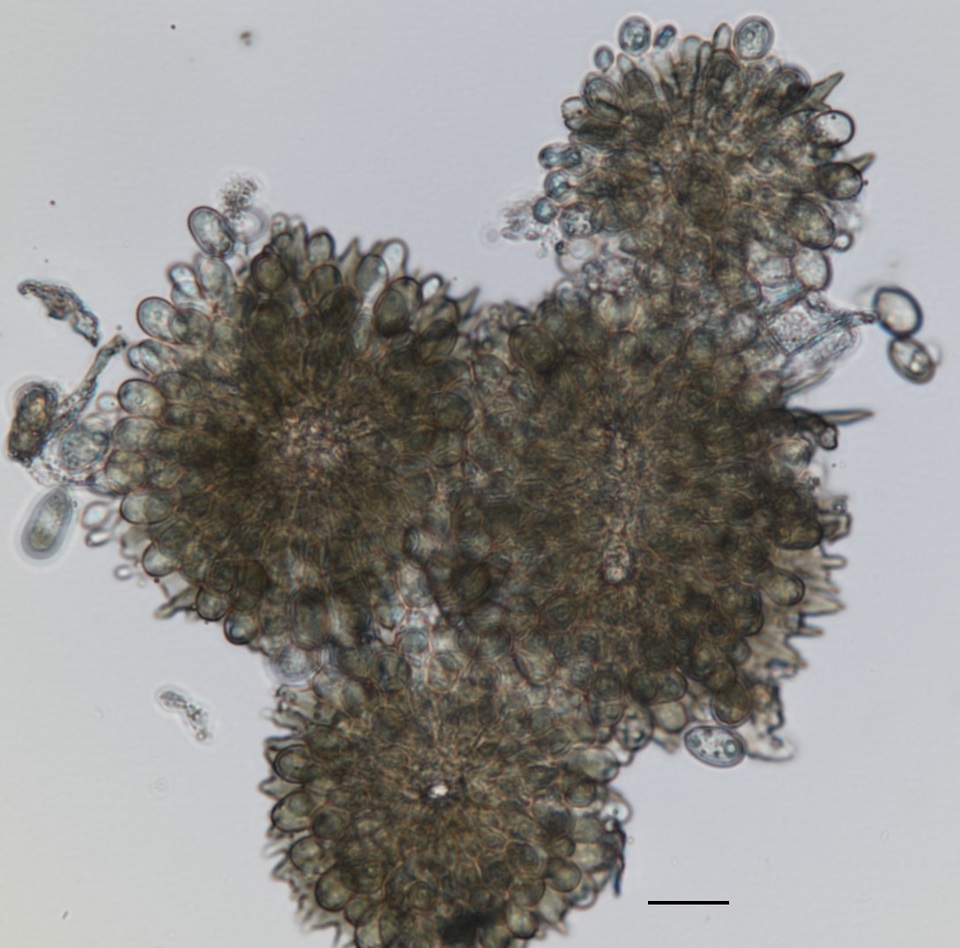 Tubakia image