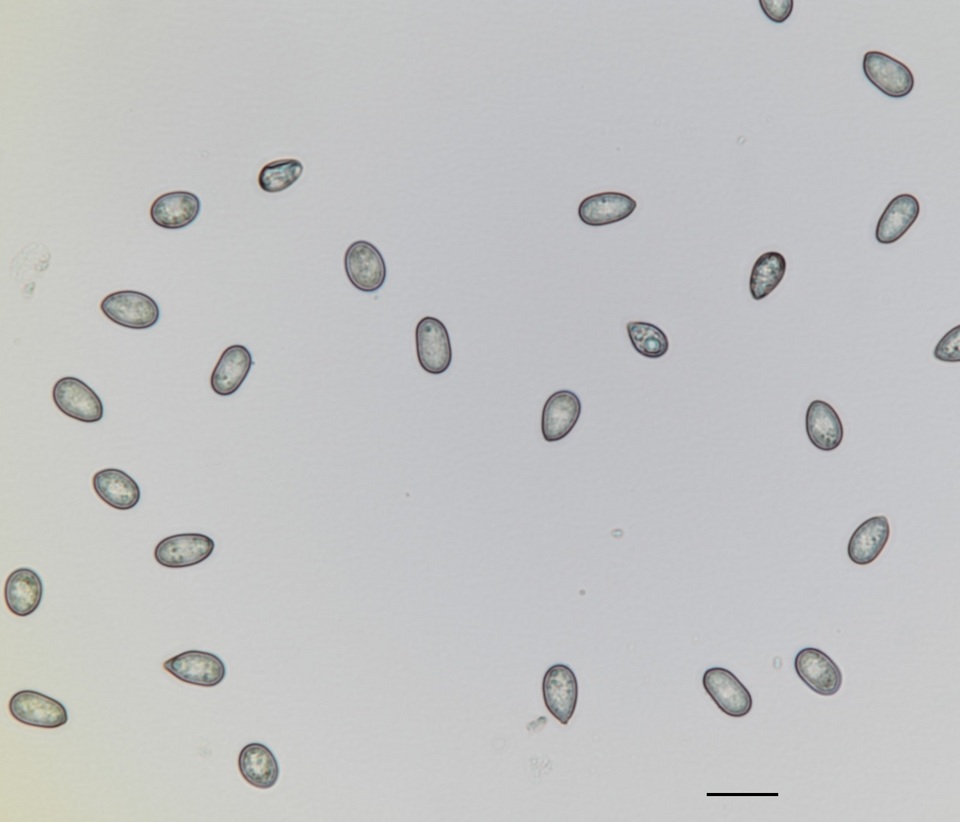 Tubakia nyssae image