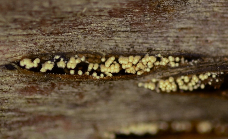 Rectipilus davidii image