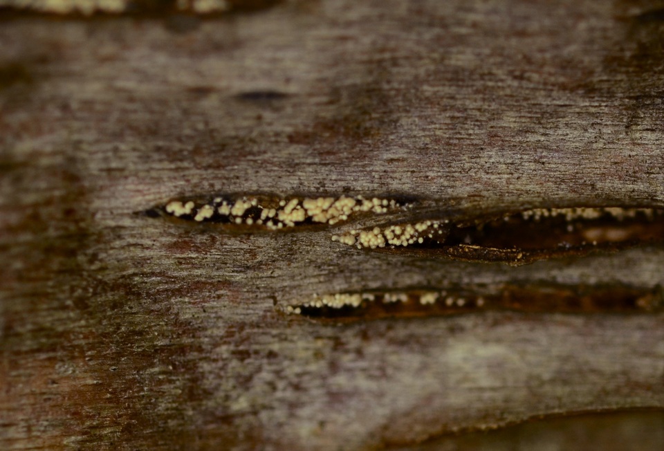 Rectipilus davidii image