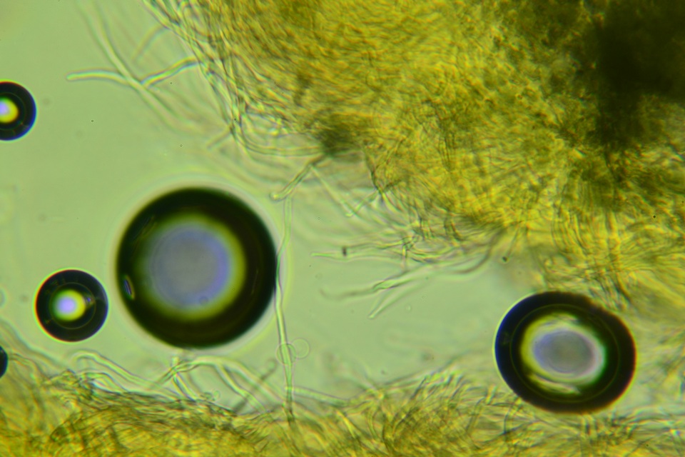 Rectipilus davidii image