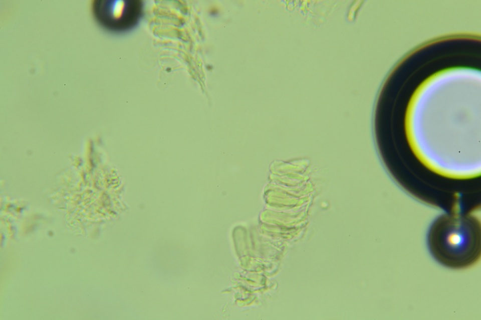 Rectipilus davidii image