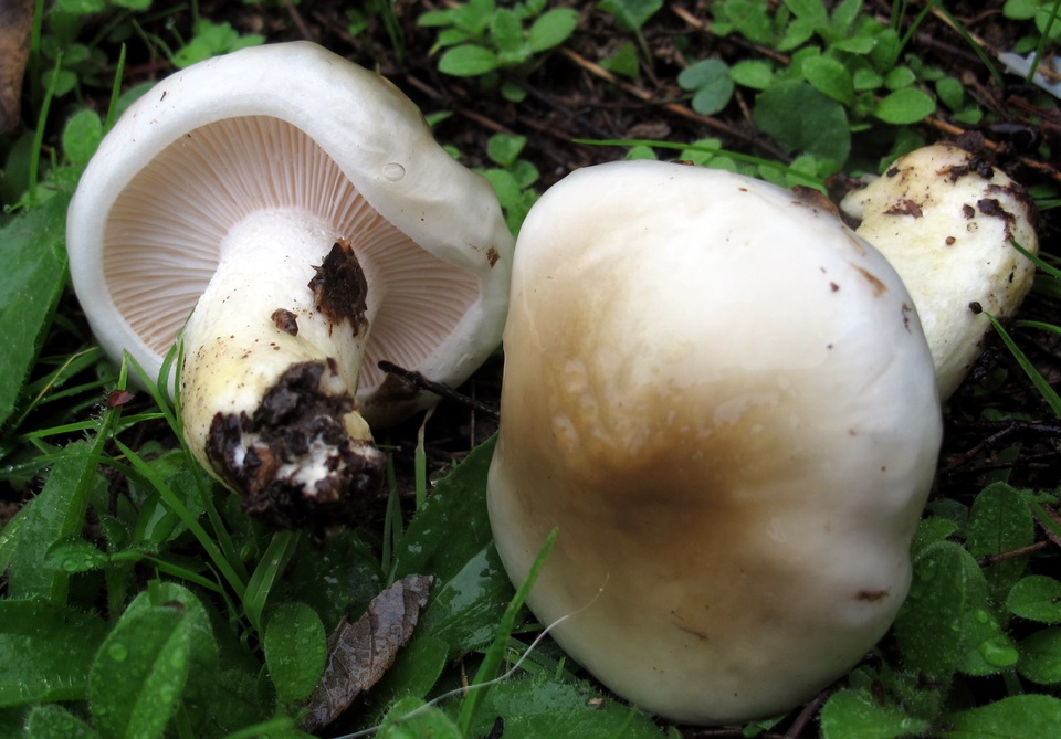 Hygrophorus glutinosus image
