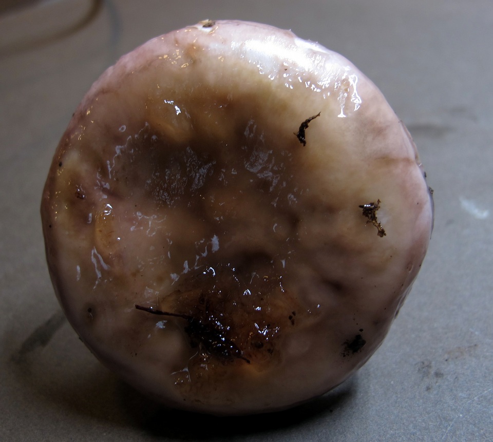 Hygrophorus glutinosus image
