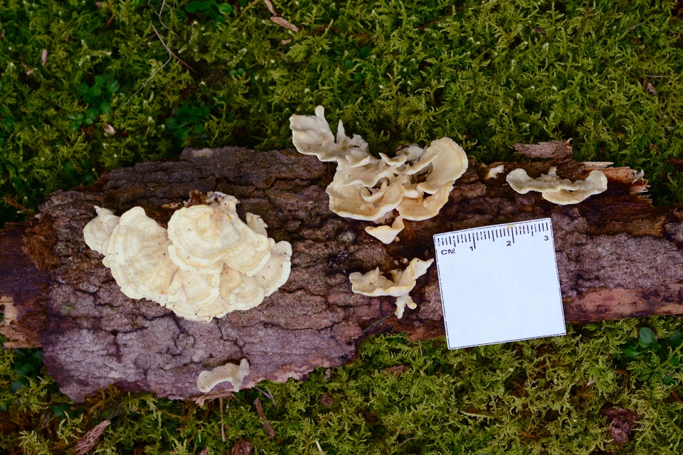 Antrodiella semisupina image