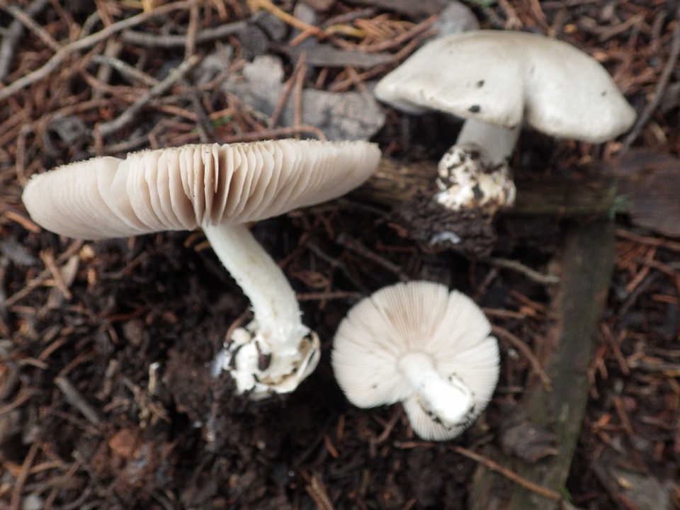 Volvariella murinella image