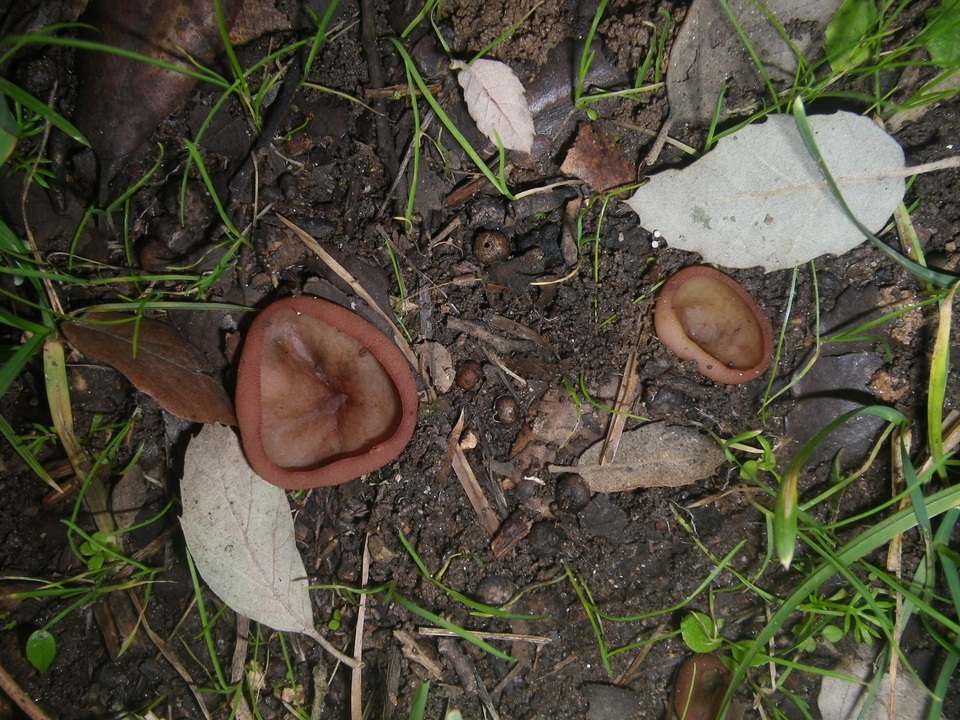 Peziza saccardiana image