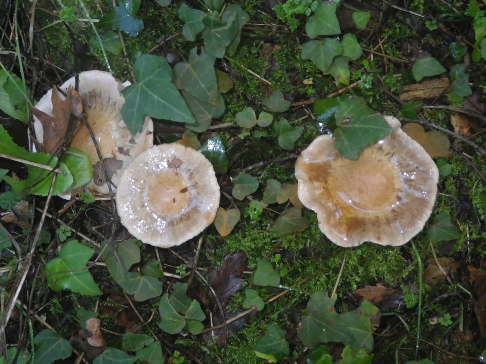 Cortinarius emunctus image