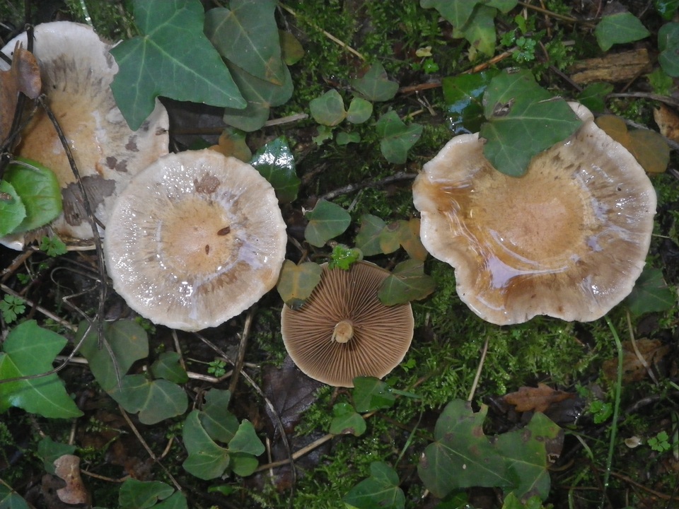 Cortinarius emunctus image