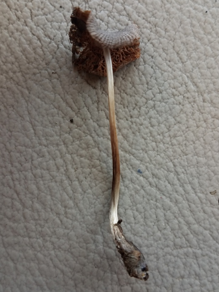 Volvariella nigrodisca image