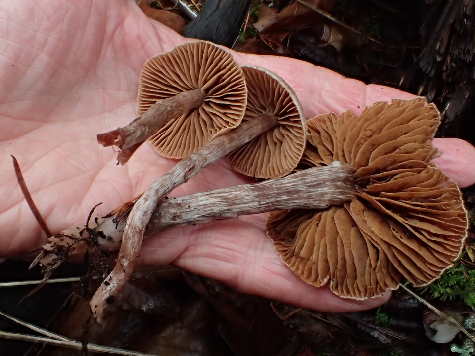 Cortinarius casimiri image