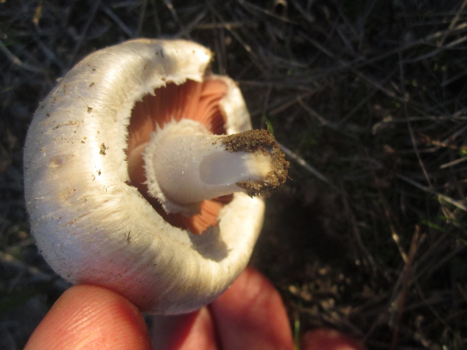 Agaricus argenteus subsp. annetteae image