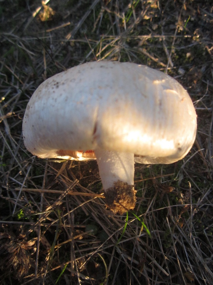 Agaricus argenteus subsp. annetteae image