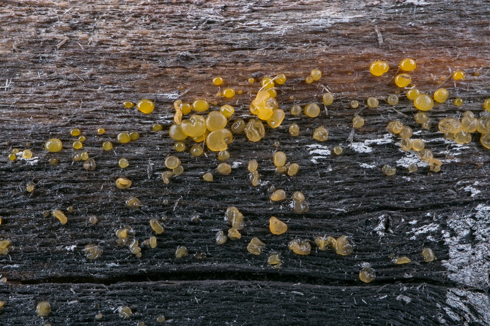 Dacrymyces variisporus image