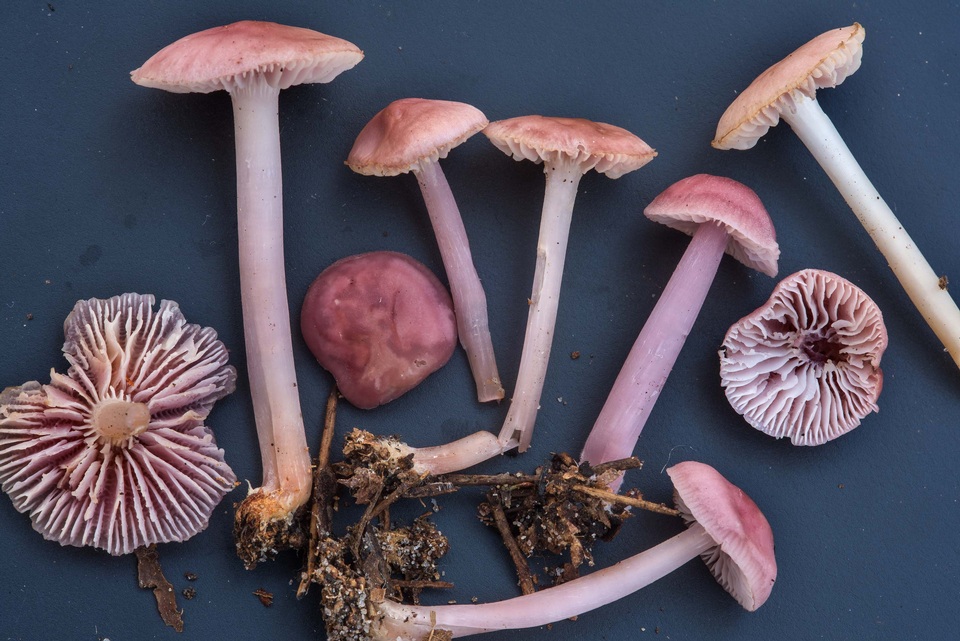 Mycena rosea image