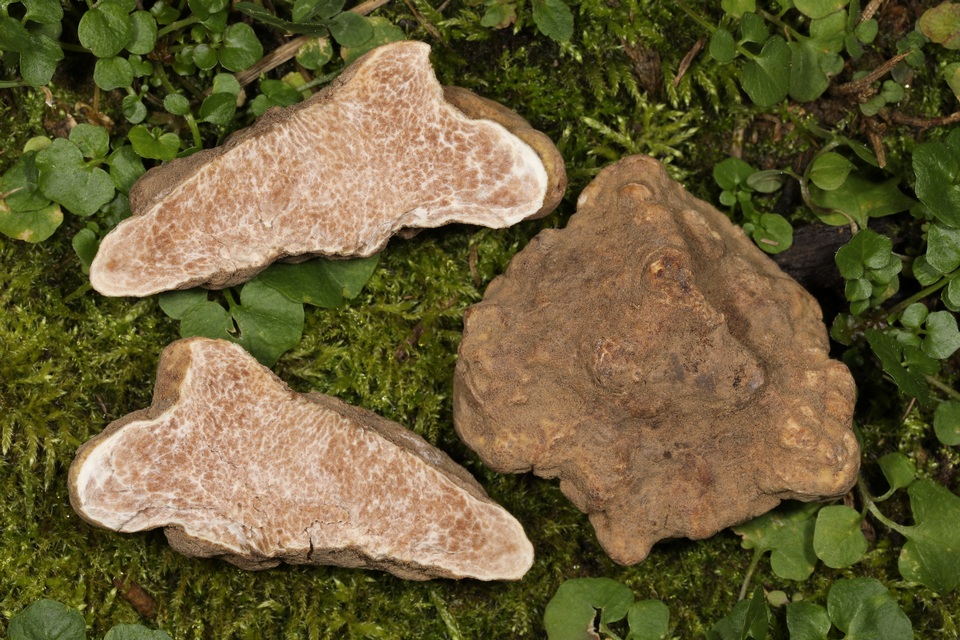Tuber magnatum image