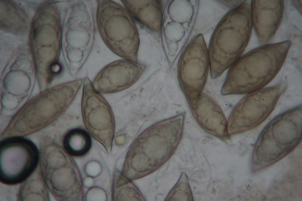 Picoa carthusiana image