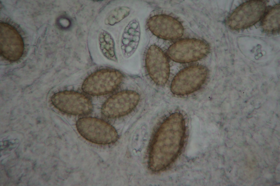 Tuber oregonense image