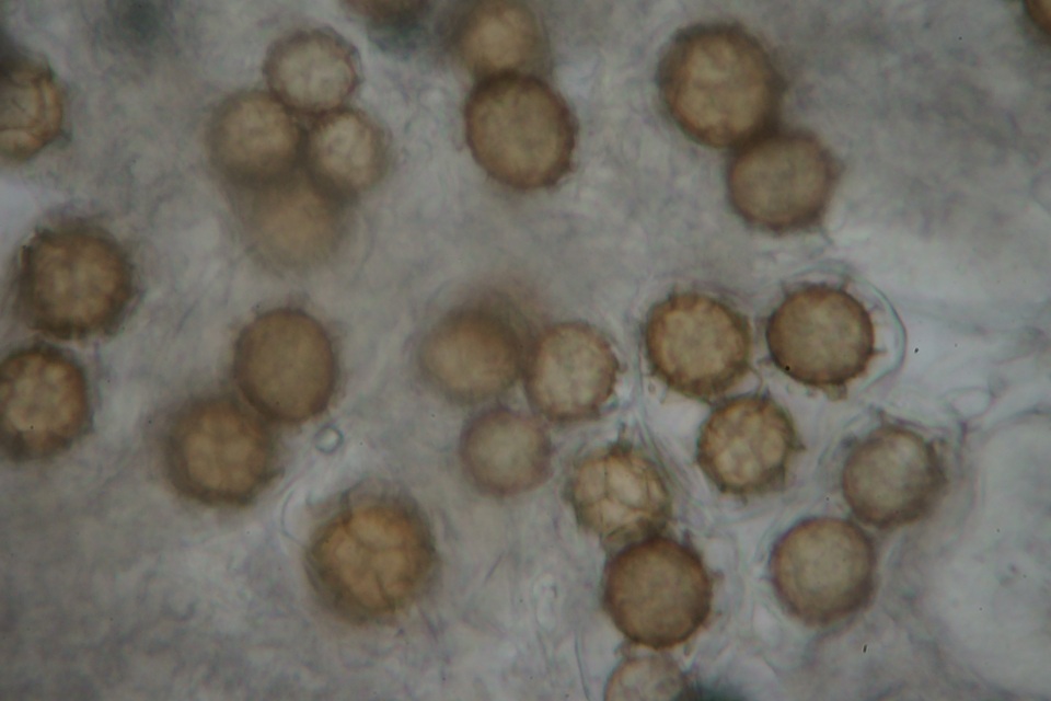 Tuber magnatum image
