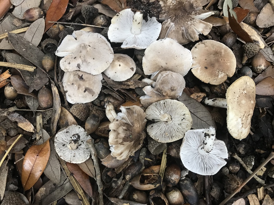 Tricholoma venenatum image