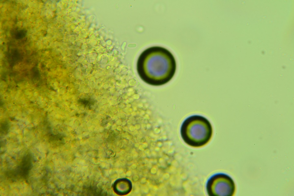 Peniophora pseudoversicolor image