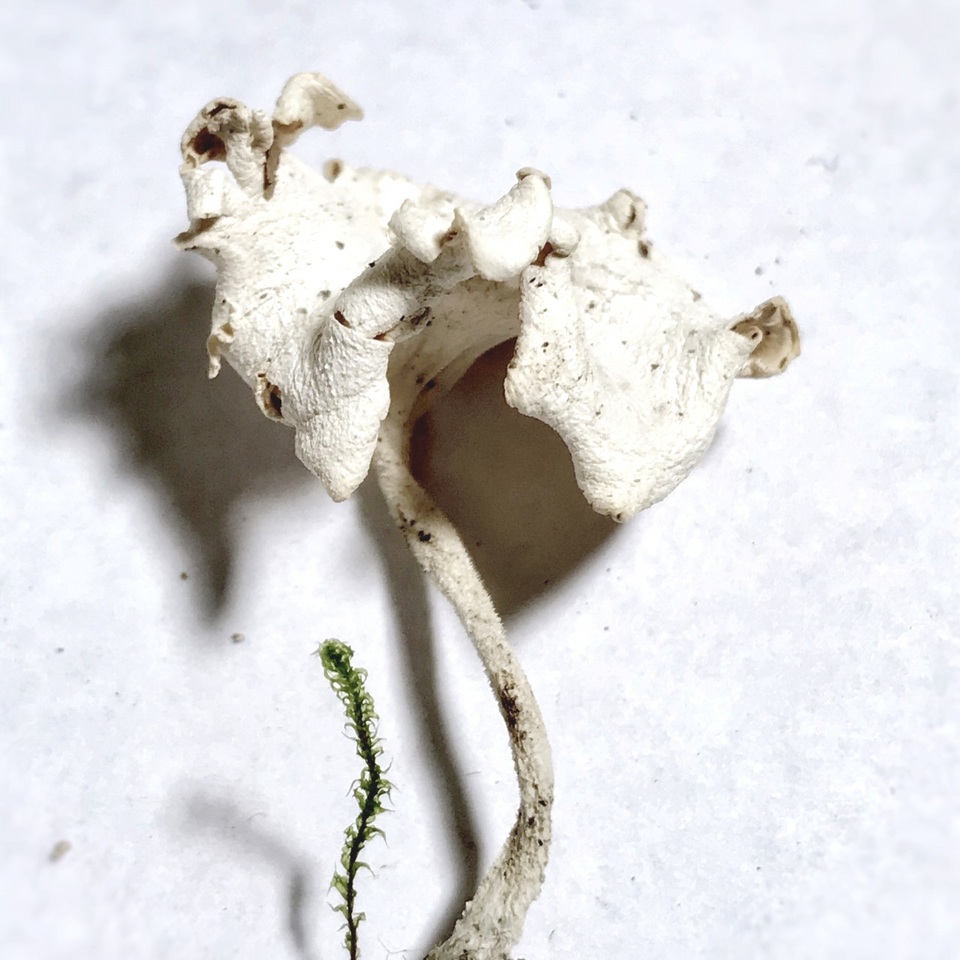 Stereopsis humphreyi image