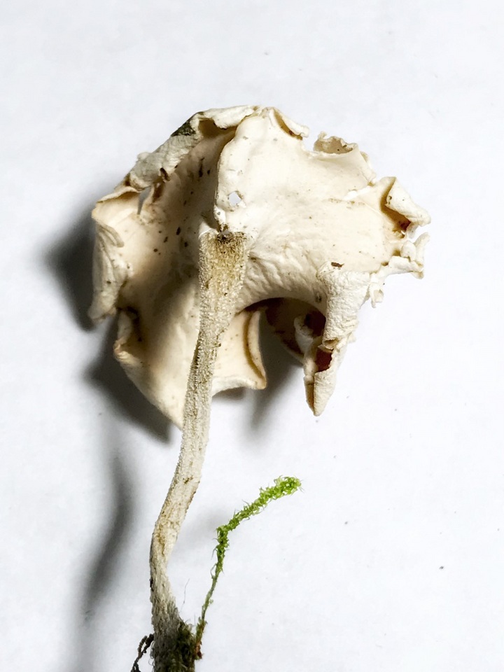 Stereopsis humphreyi image