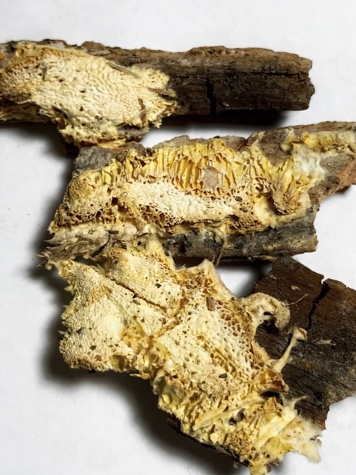Fibroporia radiculosa image