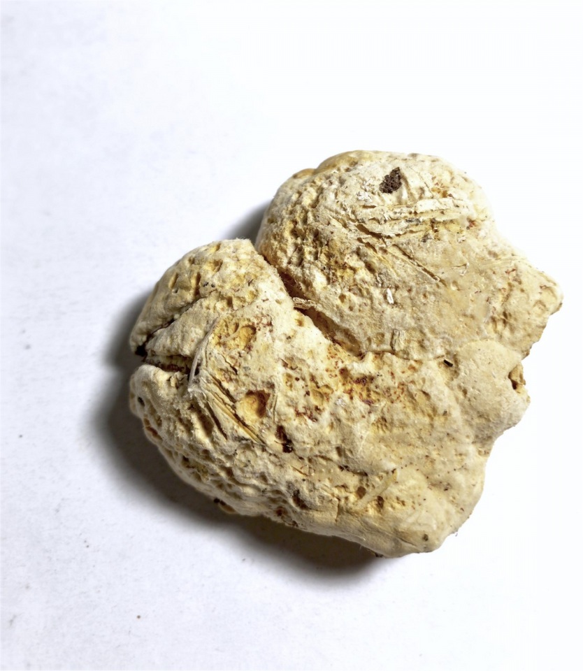 Erastia salmonicolor image