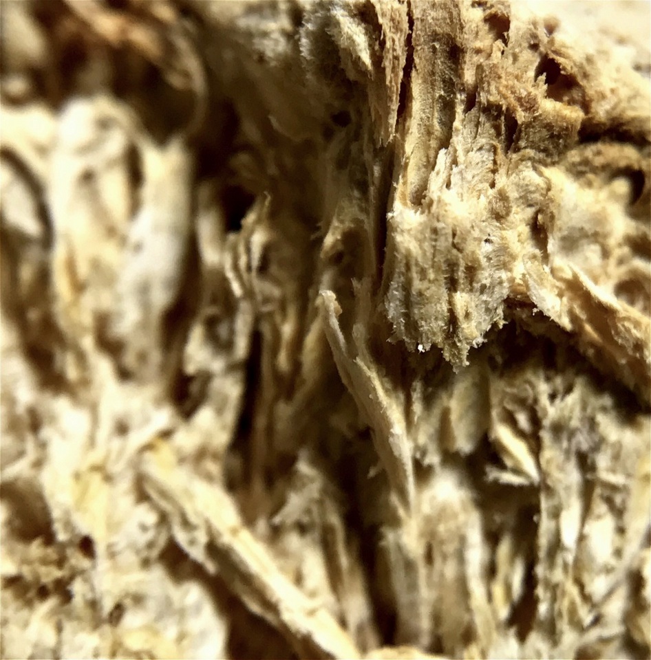 Erastia salmonicolor image
