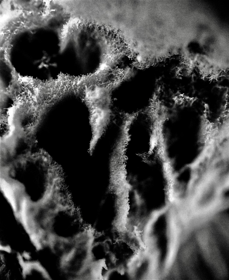 Erastia salmonicolor image