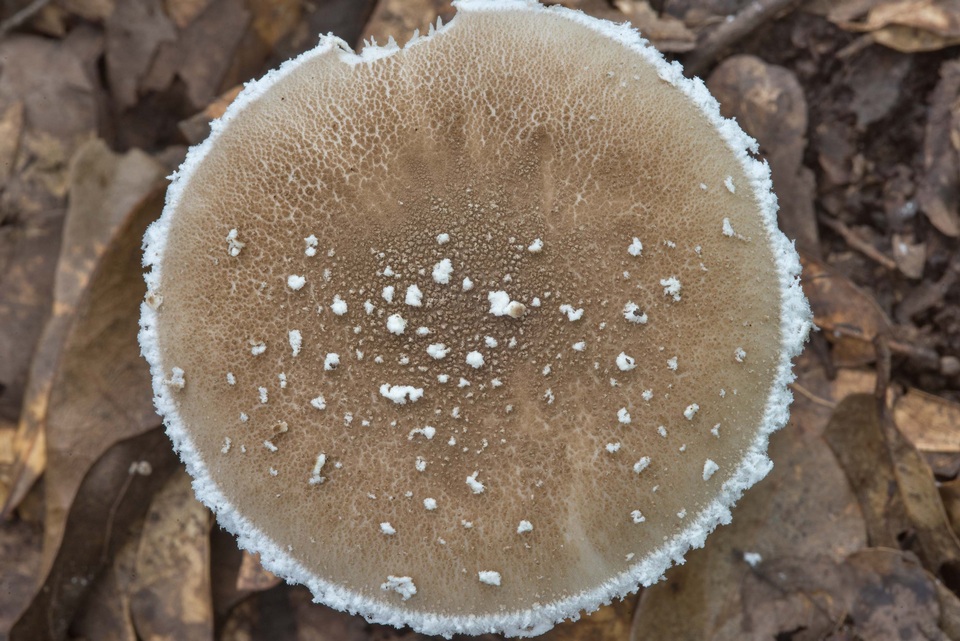 Amanita cinereconia image